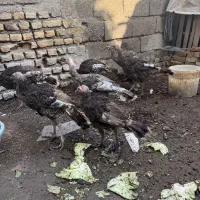 جوجه بوقلمون