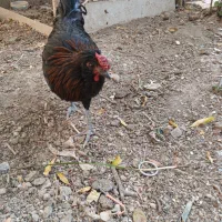 خروس جوان مرندی