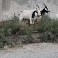بز تکه گردن سیاه
