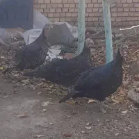 خروس وبوقلمون چاق برای کشتن|حیوانات مزرعه|نیشابور, فضل|دیوار