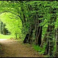 داوطلب پیاده روی