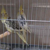 عروس هلندی