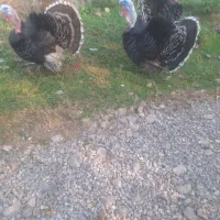 بوقلمون گوشتی|حیوانات مزرعه|شاندرمن, |دیوار