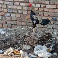 خروس و مرغ دشتی حراج