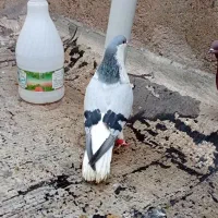 کفتر طوقی و تهرانی