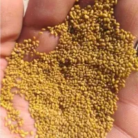 بزر یونجه|گل و گیاه طبیعی|جازموریان, |دیوار