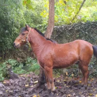 اسب کهر سال7 اخته