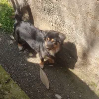 سگ پاکوتاه ژرمن