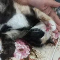 طلاخانم گربه اروم دوست داشتنی