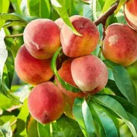 نهالستان آروین|خدمات باغبانی و درختکاری|یزد, |دیوار