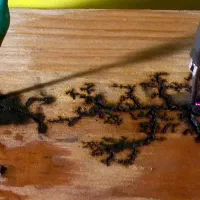 لیختنبرگ چوب|ابزارآلات|بندرعباس, |دیوار