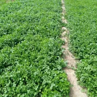 سفارشات انواع سبزی