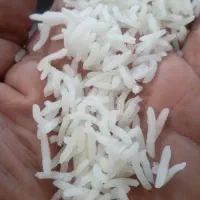 برنج عطری  نیم دودی طارم تحفه گیلان