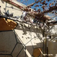 کفتر انگلیسی درجه یک|پرنده|رباط‌کریم, رباط‌کریم|دیوار