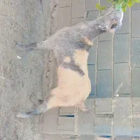 بز داشتی جوان