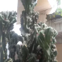 گل صخره|گل و گیاه طبیعی|رشت, شالکو|دیوار