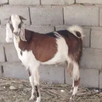 فروش دوتا کهره نر