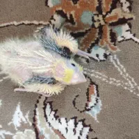 جوجه عروس هلندی دوکت و ابلغ