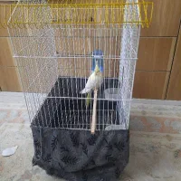 فروش عروس هلندی با تمام وسایل