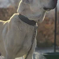 جفتگیری با سگ نر|سگ|ماکو, |دیوار