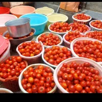 آب گوجه گیری ابگیری گوجه وانگور سیار درب منزل|آبمیوهگیر و آبمرکباتگیر|کرمانشاه, |دیوار