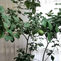 گل وگیاه|گل و گیاه طبیعی|مراغه, |دیوار