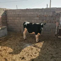 گوساله ماده|حیوانات مزرعه|بردسکن, |دیوار