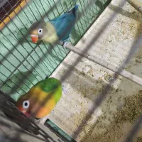 جفت مولد عروس هلندی و طوطی برزیلی|پرنده|باقرشهر, |دیوار