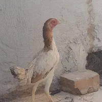 فروش مرغ کوشامو