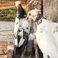 کبوتر خاص پرشی کاشون، خوشپرواز