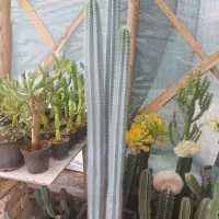 سریوس آبی|گل و گیاه طبیعی|فلاورجان, |دیوار