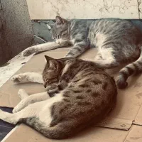 واگذاری گربه خونگی
