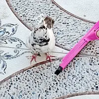 کبوتر دنبی|پرنده|شادگان, |دیوار