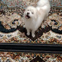 نژاد شیتزو تری|سگ|اصفهان, رهنان|دیوار