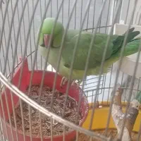 طوطی ملنگو سخنگو|پرنده|همدان, |دیوار