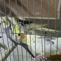 عروس هلندی مولد با جوجه