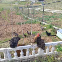 فروش مرغ و خروس آمروک