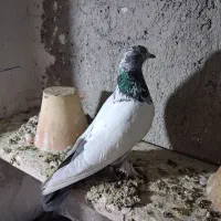 کبوتر گوی گویروخ ارکح