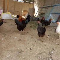 فروش مرغ و خروس محلی، ابپخش|حیوانات مزرعه|آبپخش, |دیوار