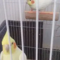 عروس هلندی جفت بادوتاجوجه