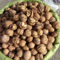 گردوی مغز سفید تازه