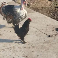 بوقلمون نر و ماده|حیوانات مزرعه|بهبهان, |دیوار