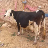 گاو گوساله ابستن