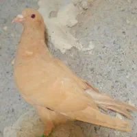 کبوتر زرد سرخ کرمانی یهودی پلنگ