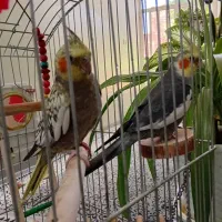 پرنده زینتی|پرنده|زرقان, |دیوار