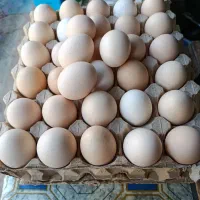 نمایندگی پخش تخممرغ دو زرده 13ت