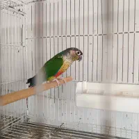 گرینچیک یلوساید ماده