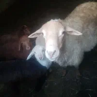 گوسفند شیشح