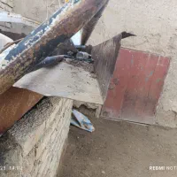 کفی و باربند مزدا|قطعات یدکی و لوازم جانبی|شراء, |دیوار