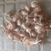 فروش پیاز زعفران درجه یک.ارسال به سراسر کشور